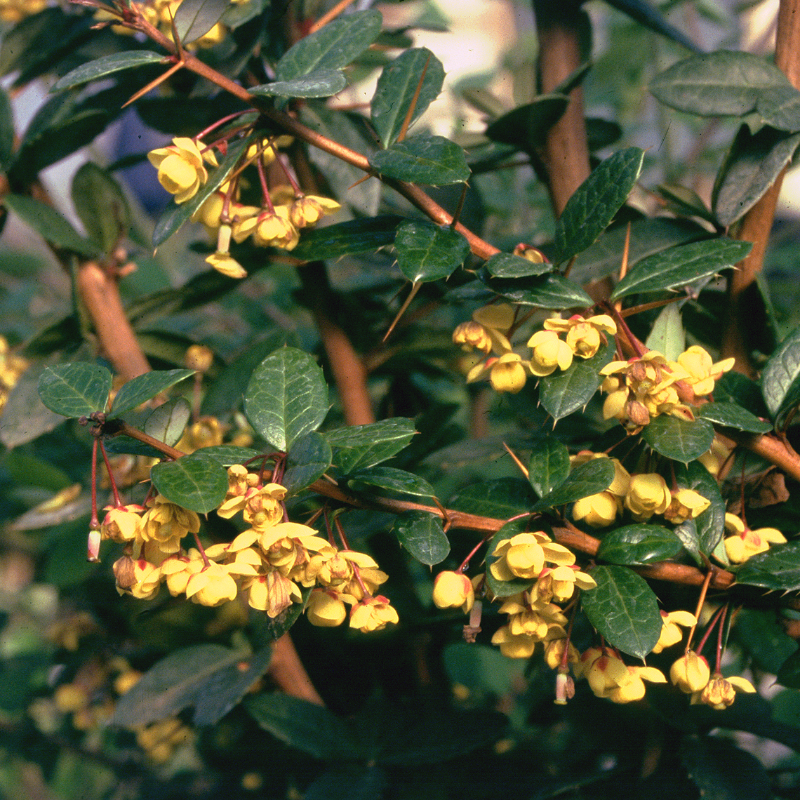 Close up of showy yellow Berberis William Penn flowers