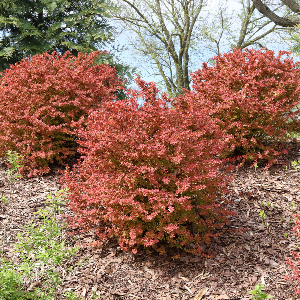 Three orange red Sunjoy Fast Neo barberries grow in an early spring landscape where the foliage on the tree behind them has not yet emerged. 