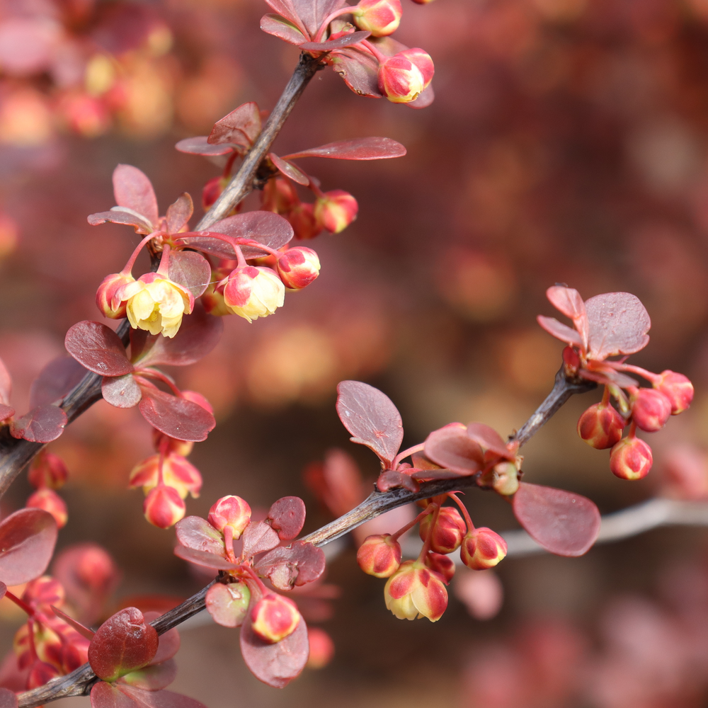 Dark red foliage with blooming yellow flowers on Sunjoy Really Red barberry. 