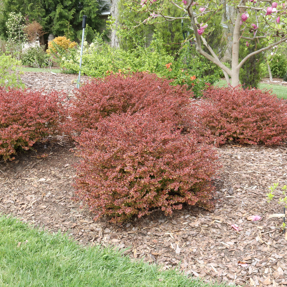 Several Sunjoy Really Red barberry bushes with dark red foliage in a landscape. 