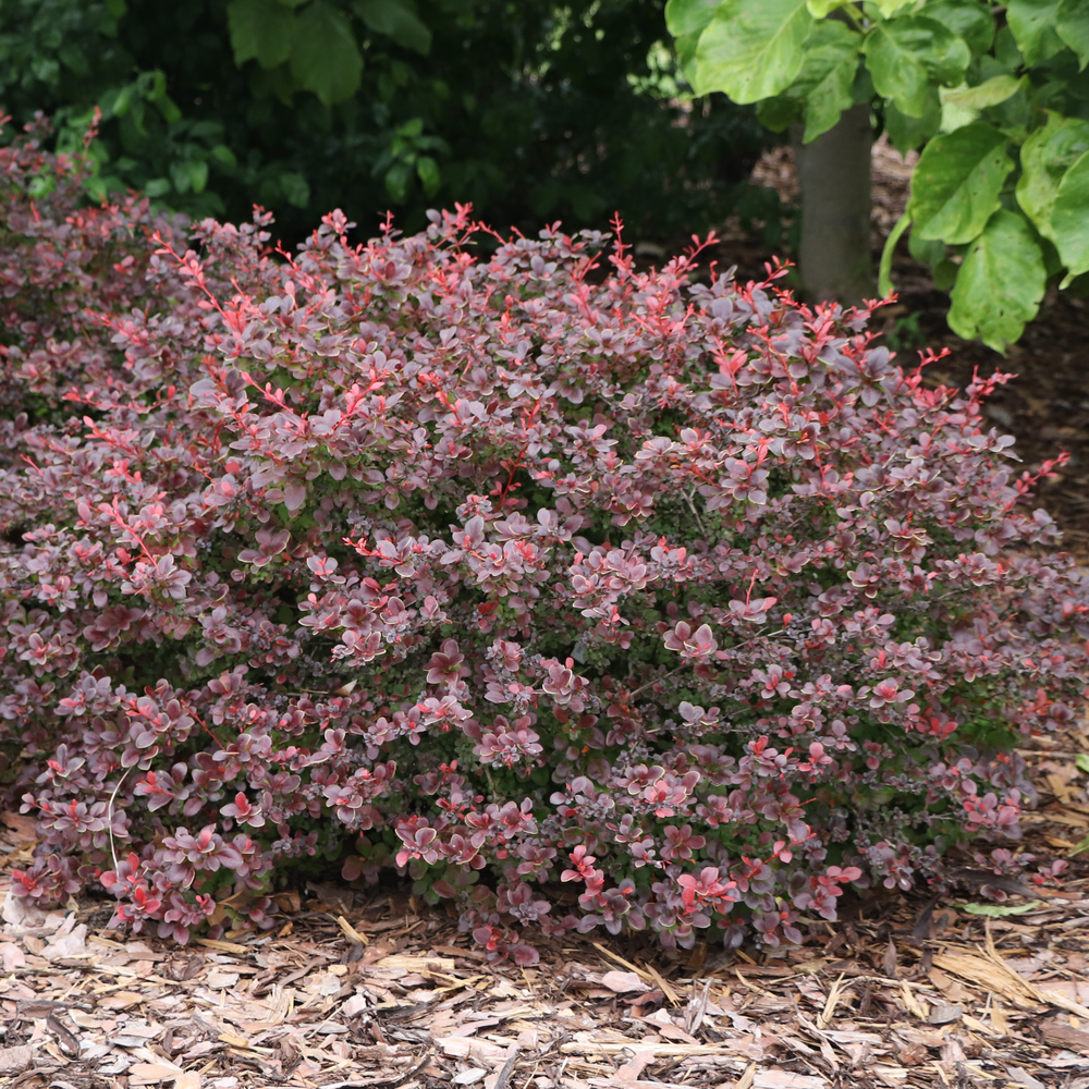 Sunjoy Really Red barberry bush in a landscape with dark red foliage. 