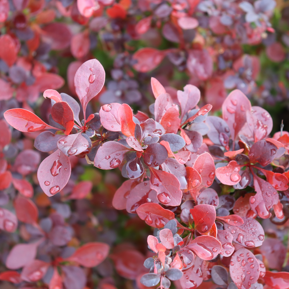 The red foliage of Sunjoy Really Red barberry, showing how it emerges deep red and ages to a true red. 