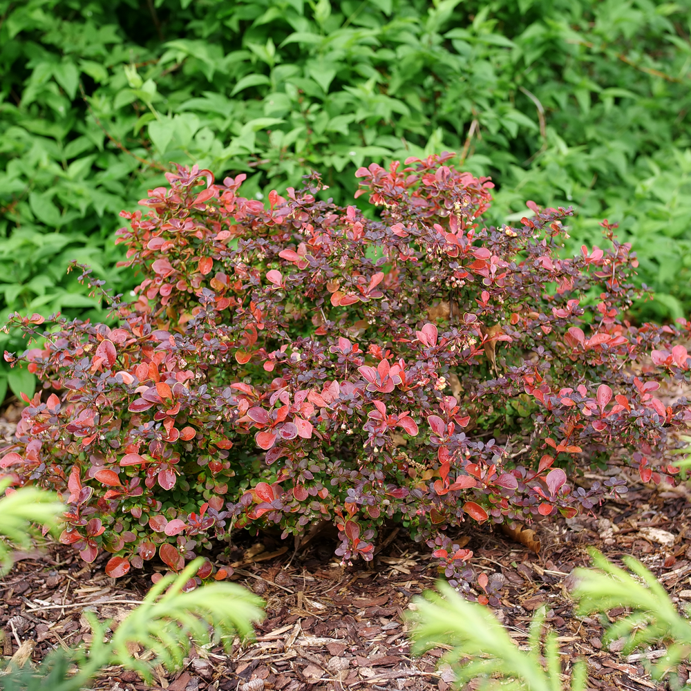 A small rounded barberry shrub with bright red foliage in front of a green shrub in a landscape.