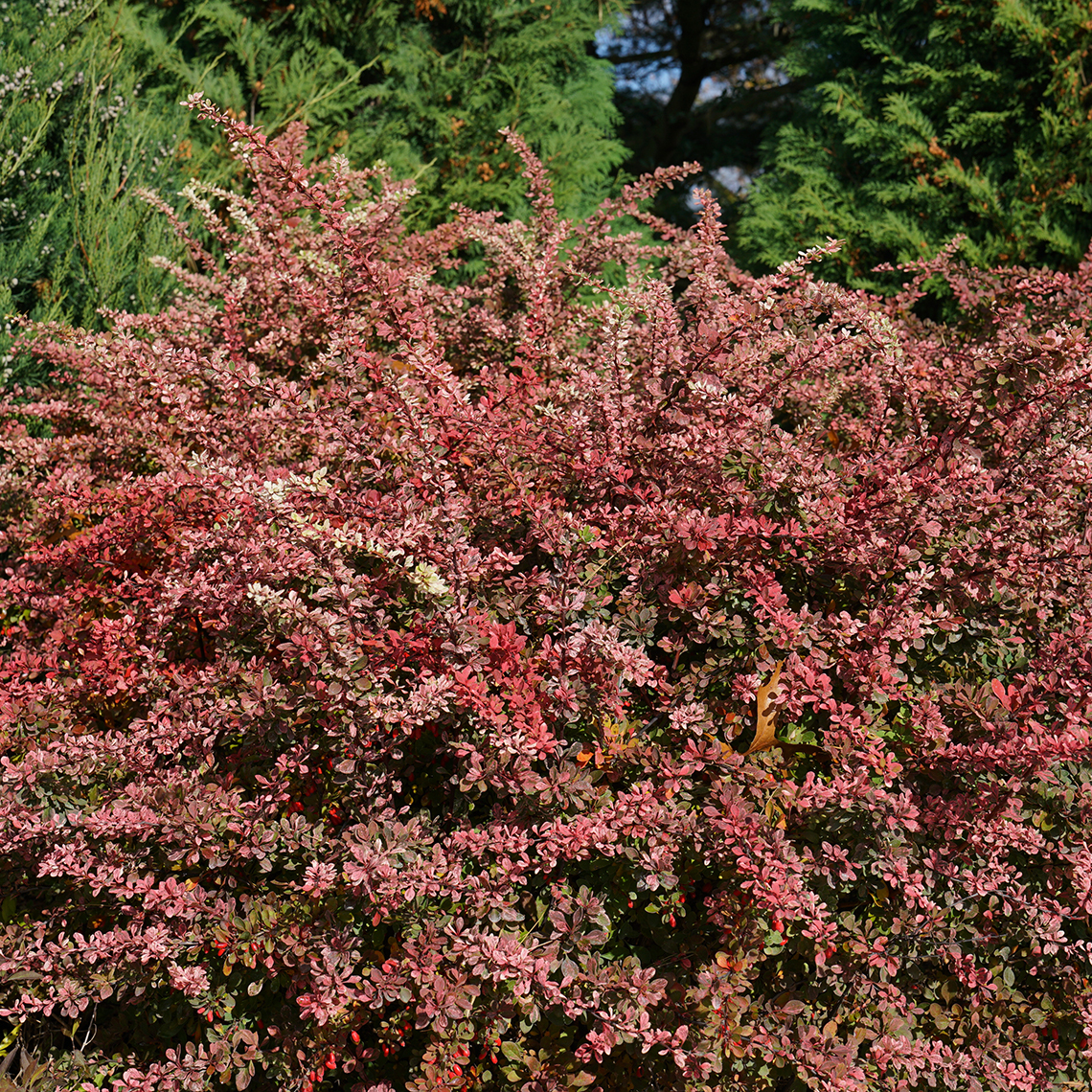 Sunjoy Sequin Barberry's red and pink fall color. 