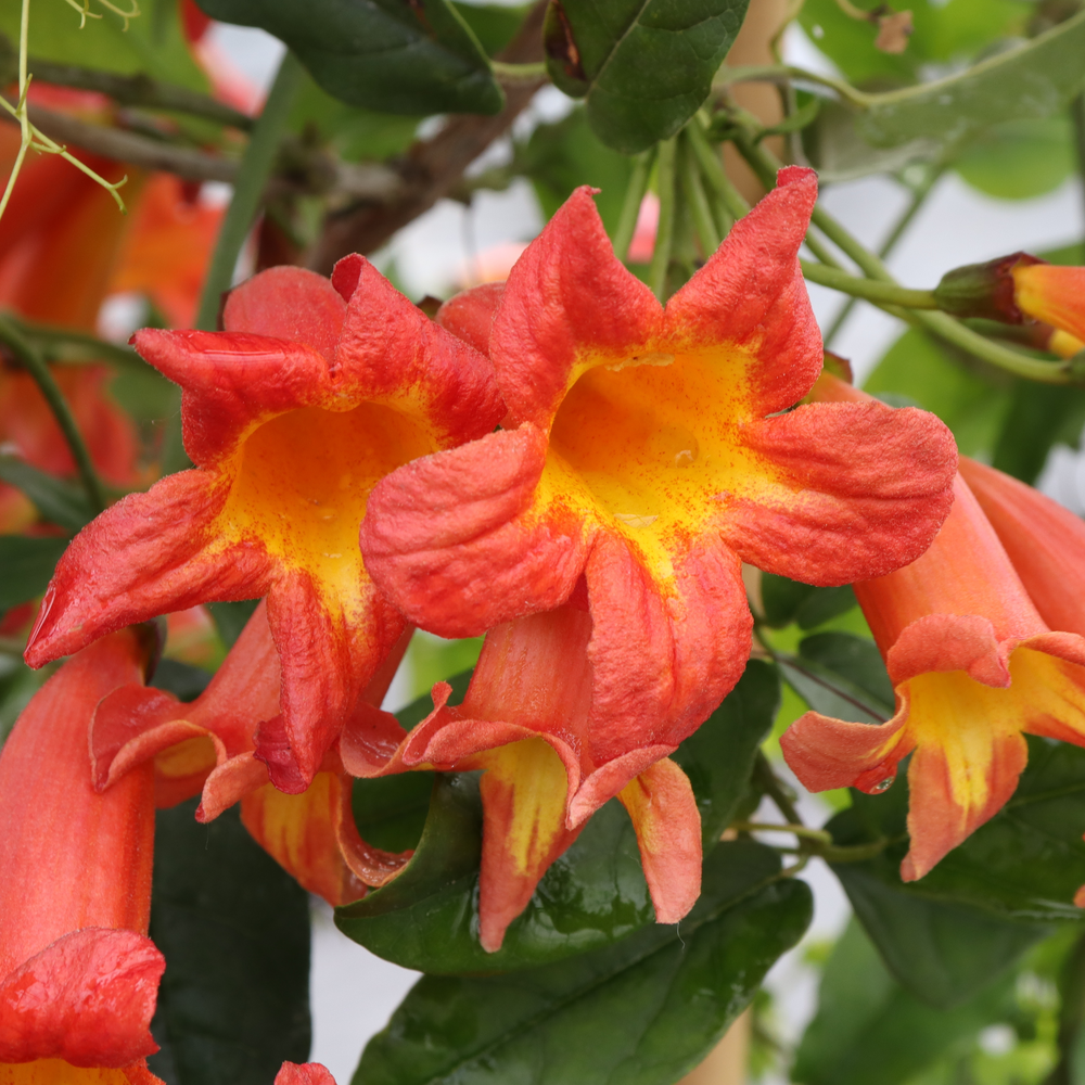 Two bright orange trumpet shaped flowers reveal vivid yellow centers. 