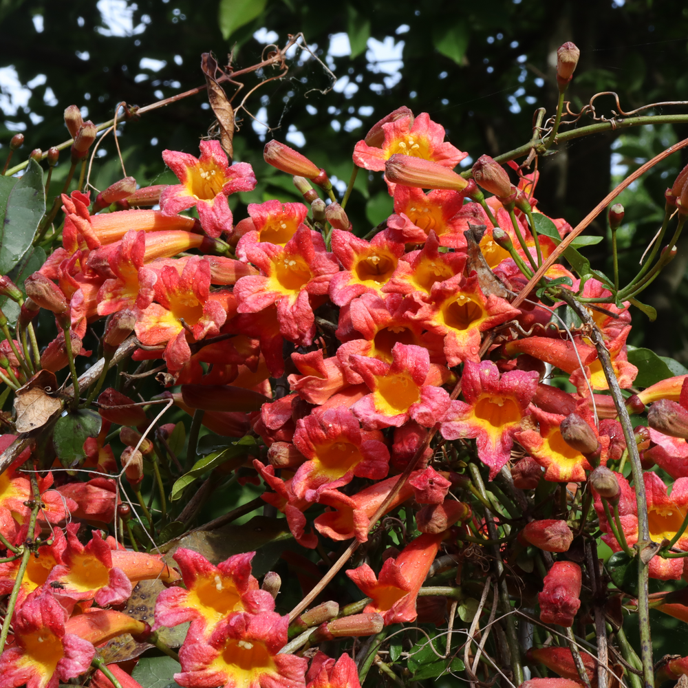 At the top of a crossvine plant on a steel pillar, dozens of orange and yellow flowers bloom. 