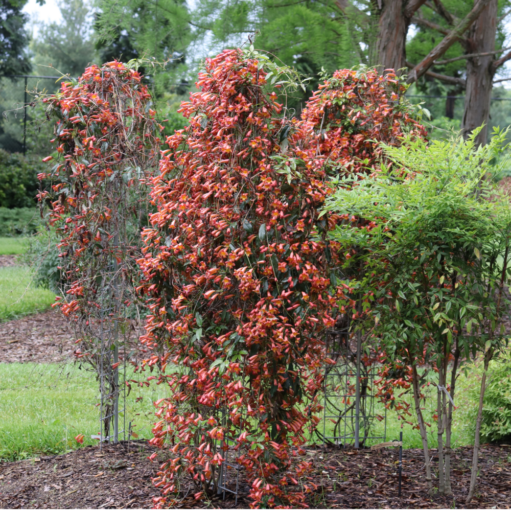 Three crossvines, covered in orange flowers, bloom in a late spring landscape with a green nandina shrub in front of them. 