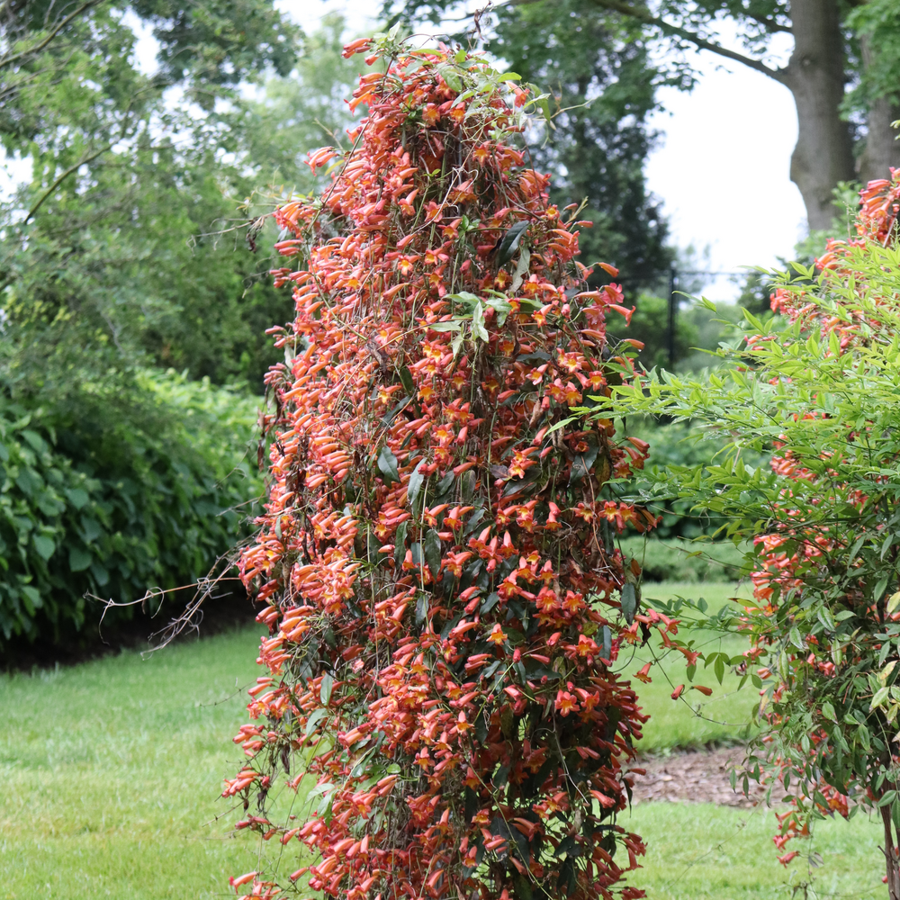 A pillar of orange trumpet shaped flowers in the landscape. 