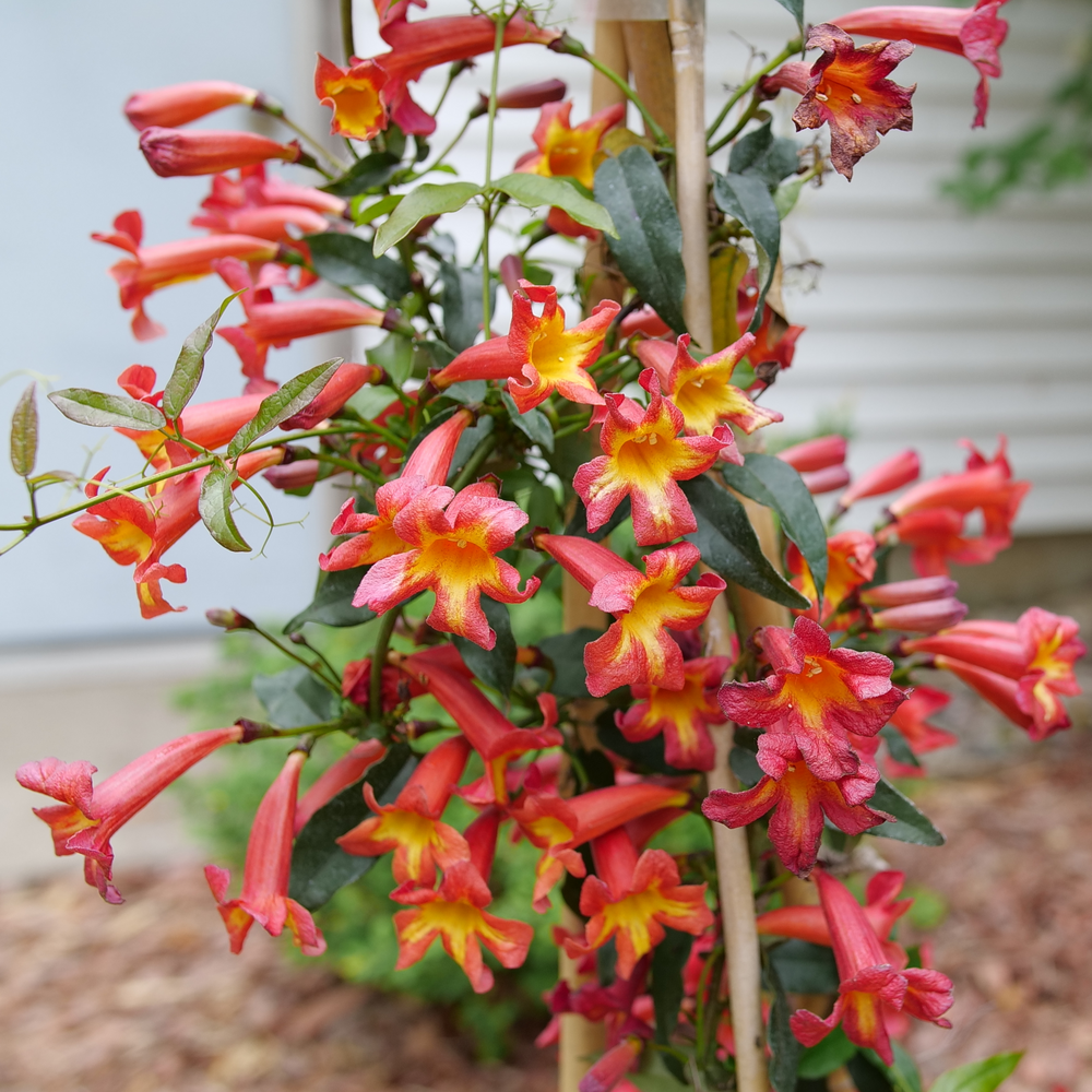 Several bright red-orange flowers with yellow centers on a vine with glossy green foliage. 