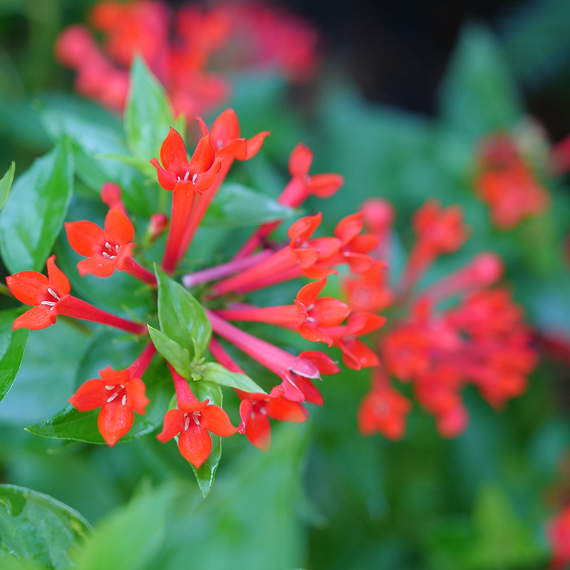 Close up of Estrellita Scarlet bouvardia's red trumpet-shaped flowers