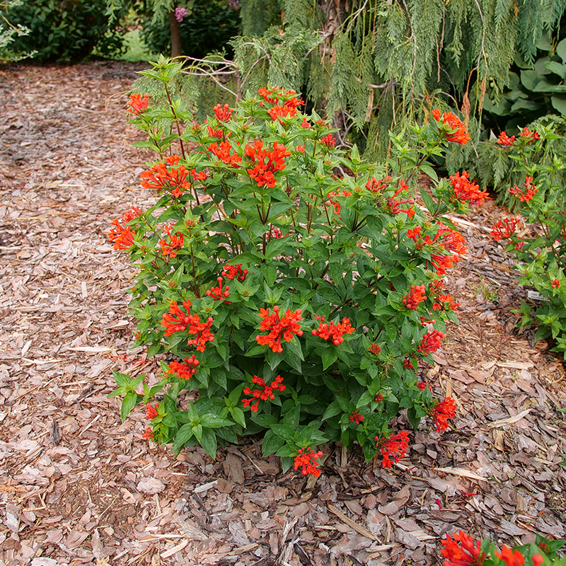 Estrellita Scarlet firecracker bush blooming in a landscape