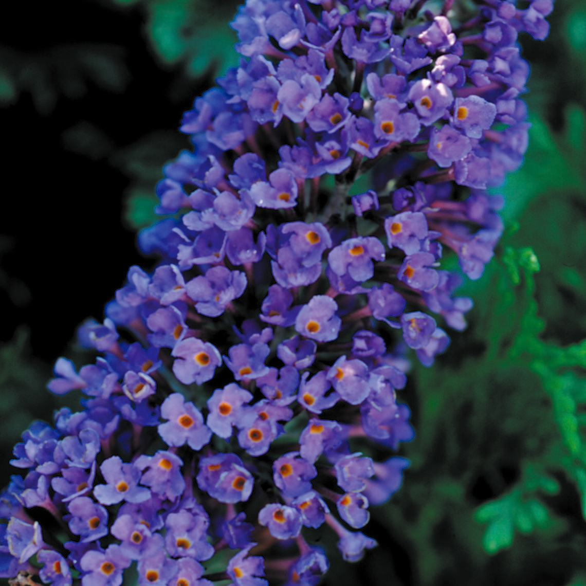 Close up of the deep blue Buddleia Ellen's Blue flowers