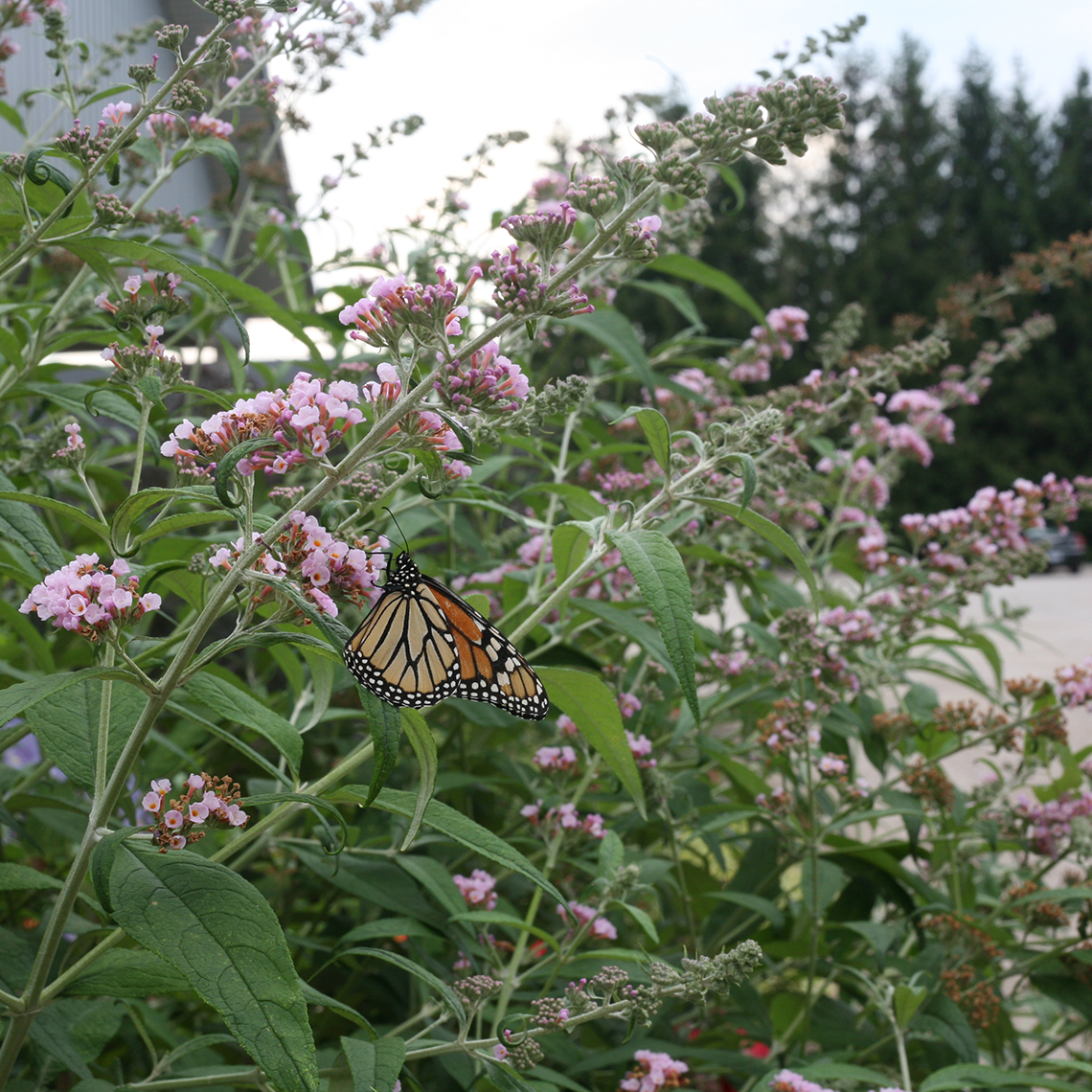 InSpired Pink Buddleia with monarch butterfly
