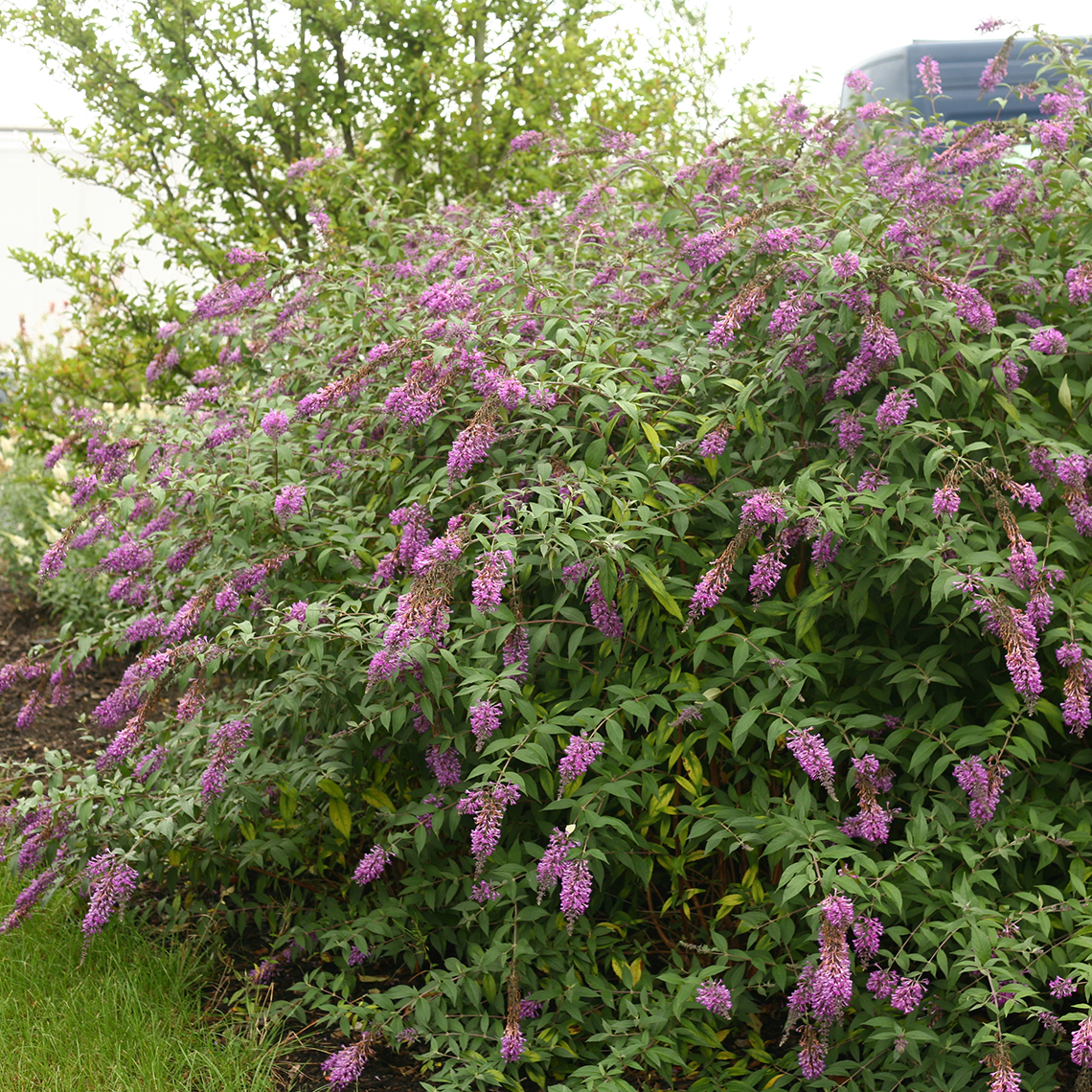 Inspired Violet Buddleia in garden