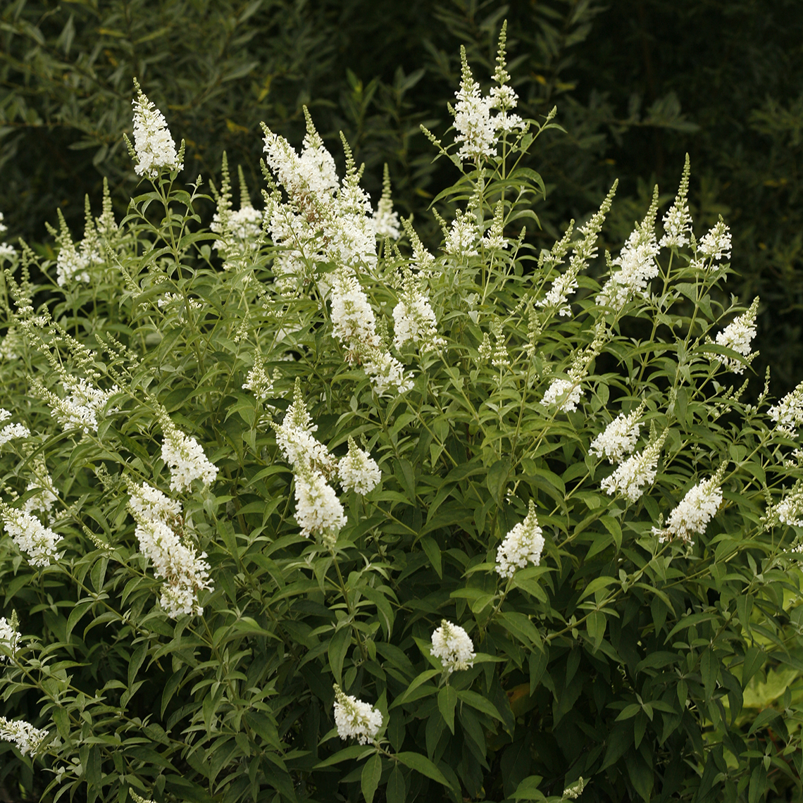 InSpired White Buddleia with large white flower spikes in landscape