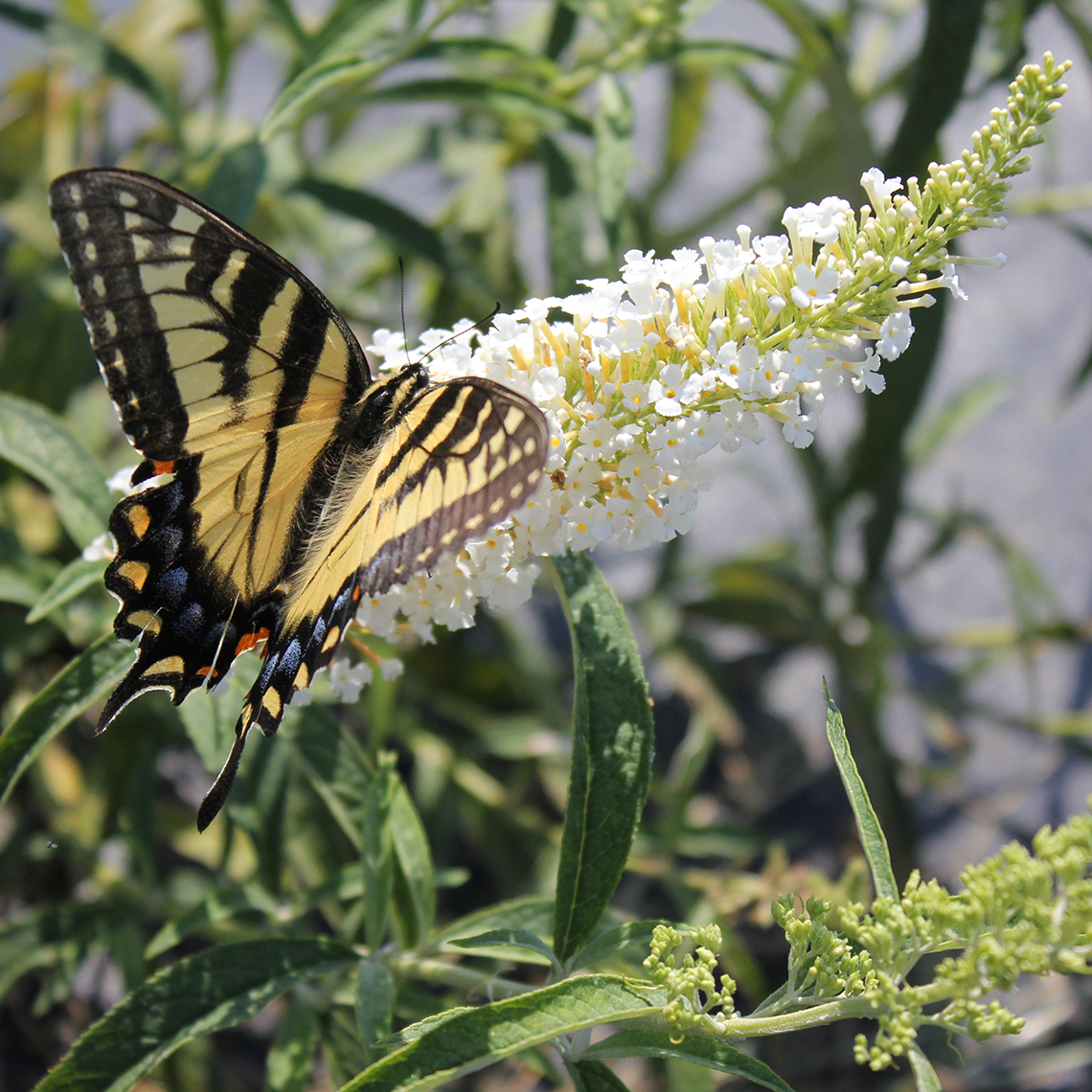 Close up of InSpired White Buddleia bloom with swallowtail butterfly