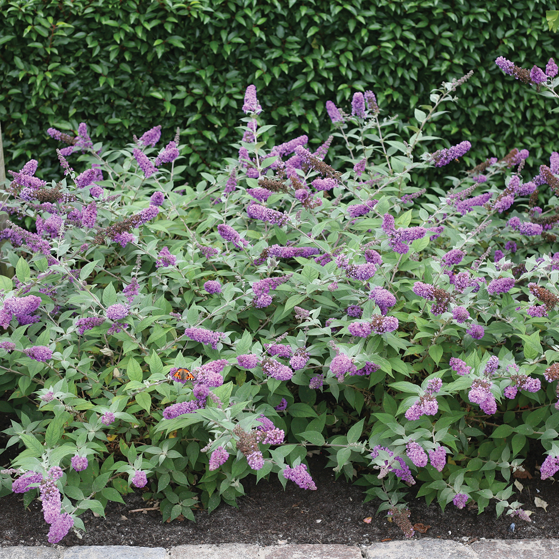 Planting of low-growing Lo & Behold Blue Chip Buddleia