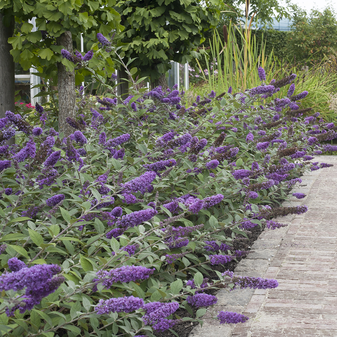 Mass planting of Lo & Behold Blue Chip Buddleia along walkway
