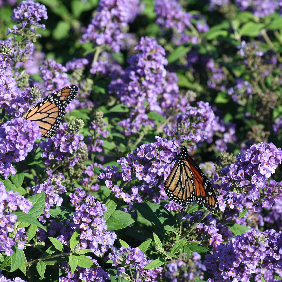 Close up of Lo & Behold Blue Chip Buddleia blooms with two monarch butterflies