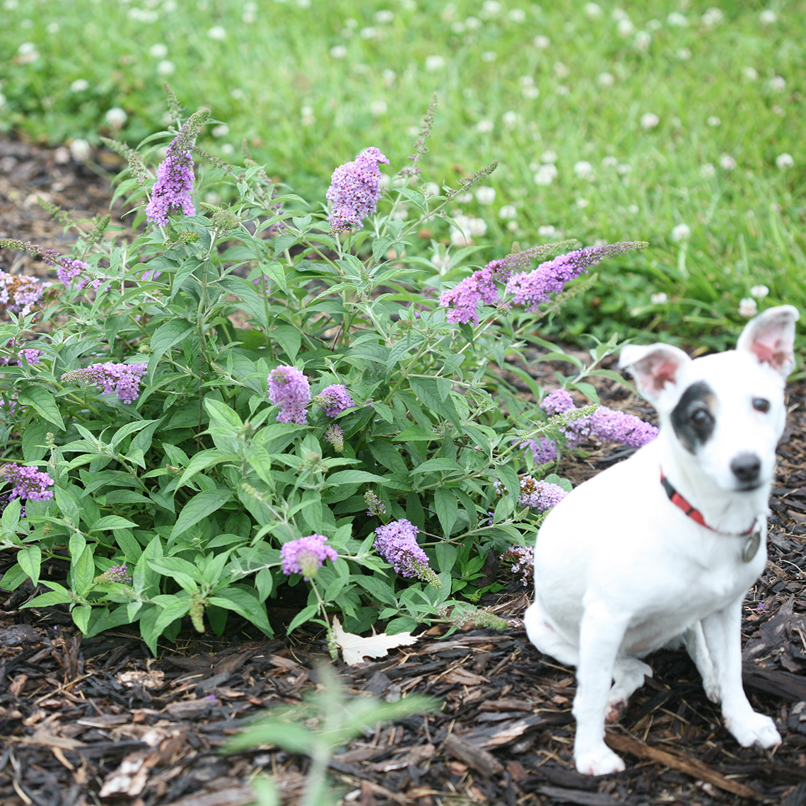 jack russell terrier sitting beside Lo & Behold Lilac Chip Buddleia