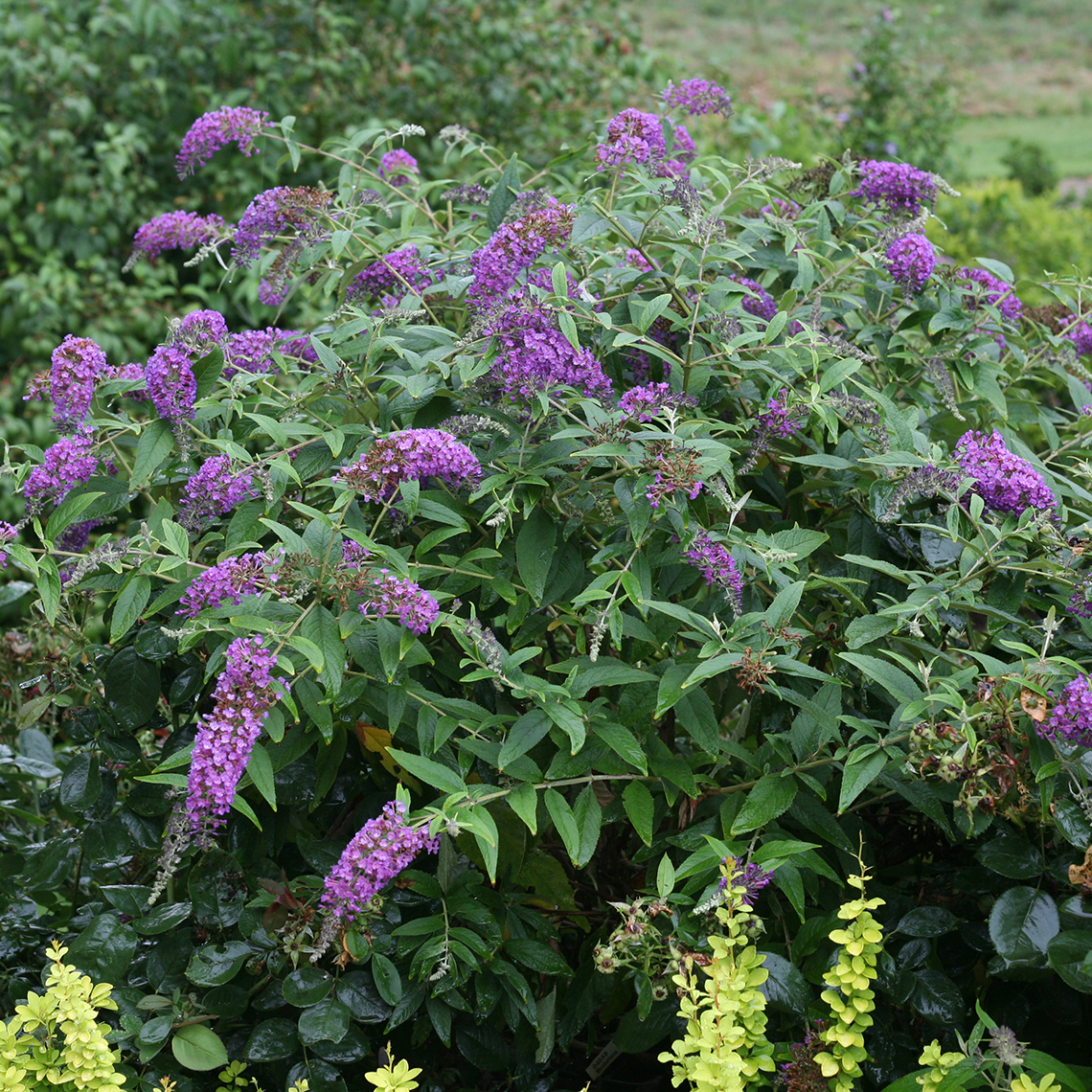 Lo & Behold Purple Haze Buddleia in garden