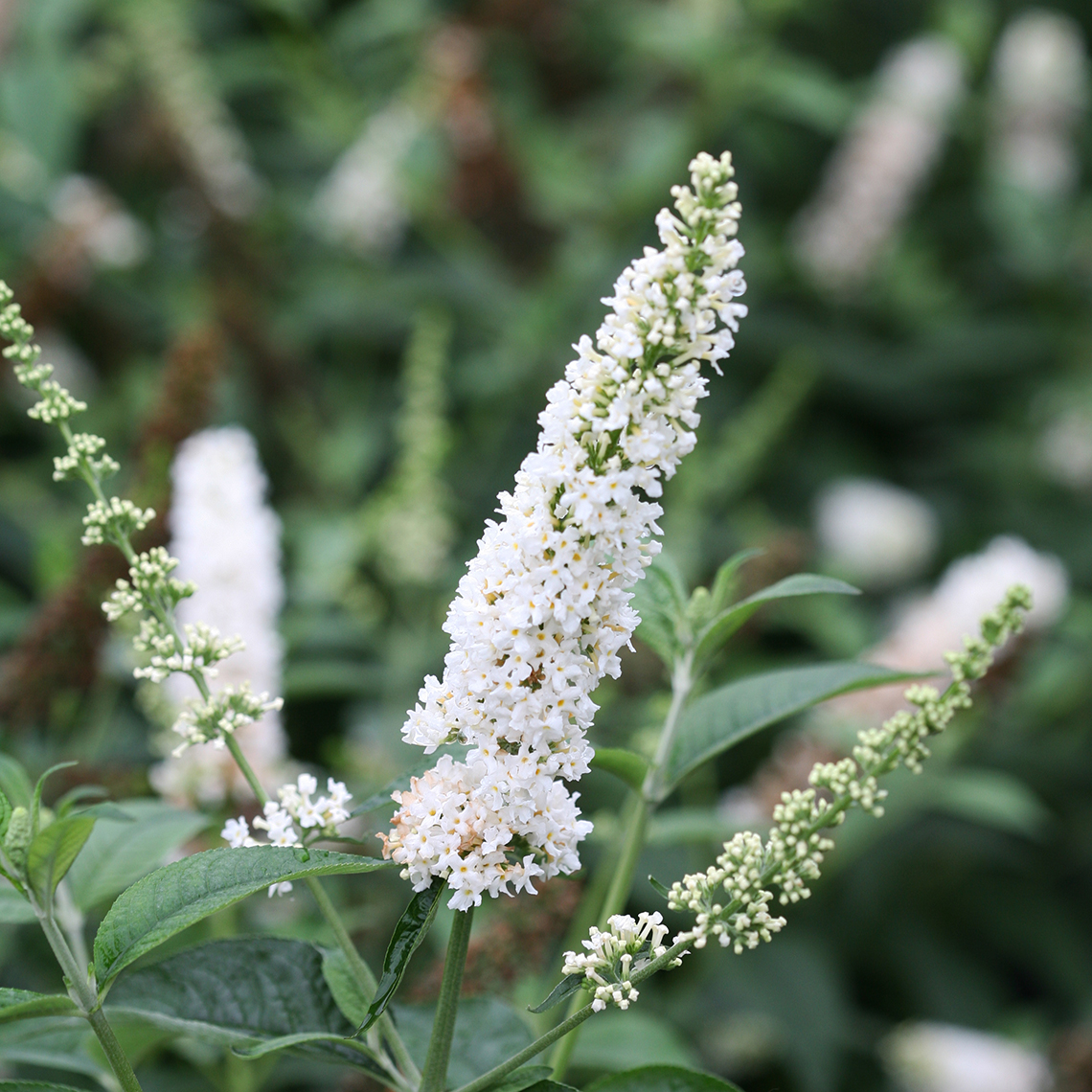 Close up of white Buddleia Miss Pearl blooms