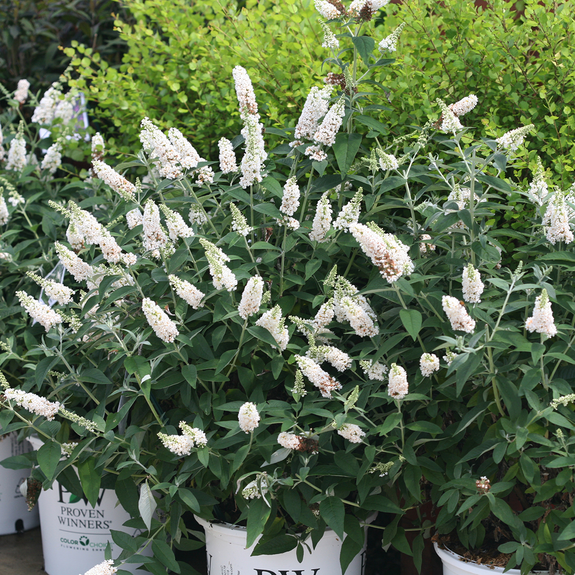 Buddleia Miss Pearl in white Proven Winners ColorChoice pots