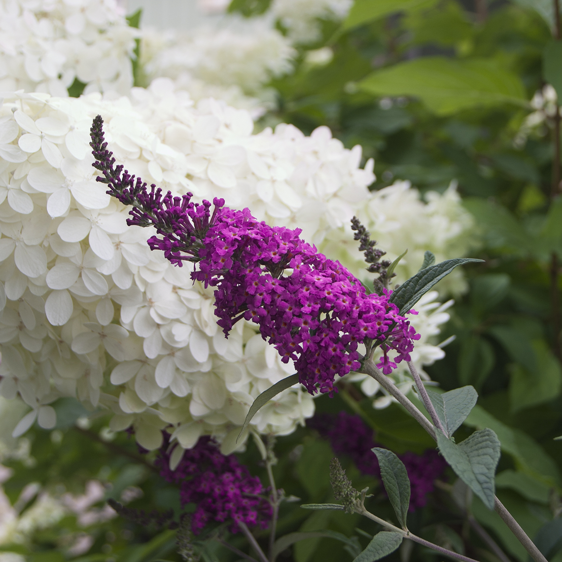 Close up of a magenta Miss Ruby flower against a white Hydrangea bloom