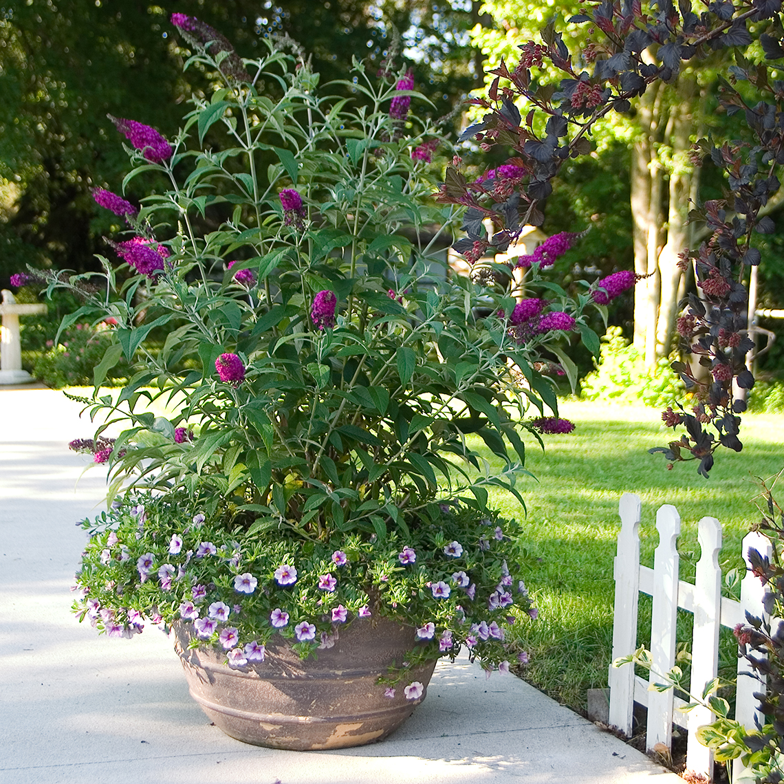 Buddleia Miss Ruby in decorative pot with annuals near white picket fence