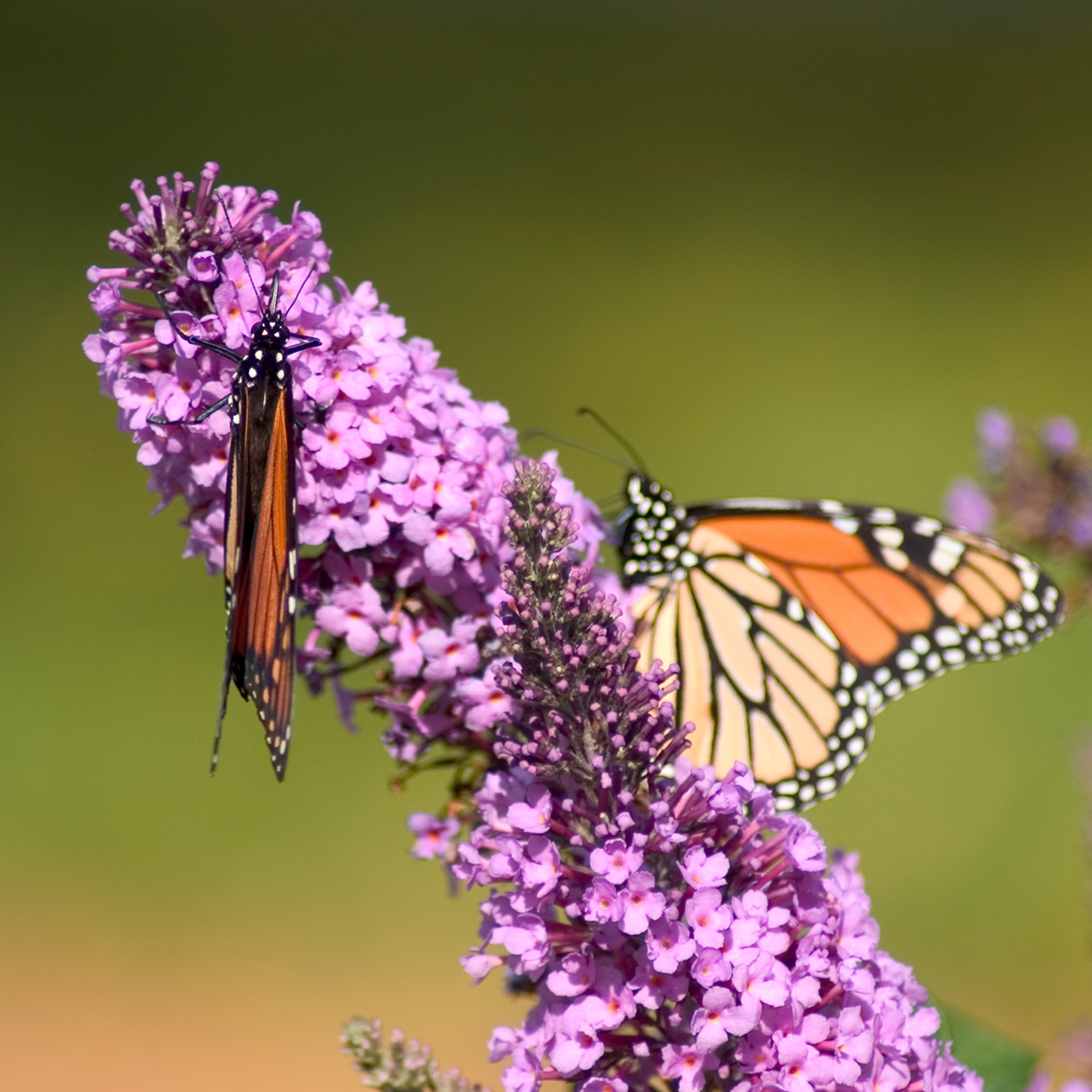 Close up of Two Monarch butterflies on a light purple bloom of a Peacock Buddleia
