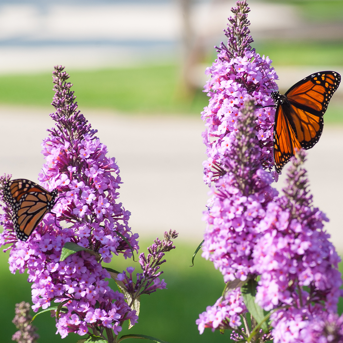 Monarch butterflies on two Peacock Buddleia blooms