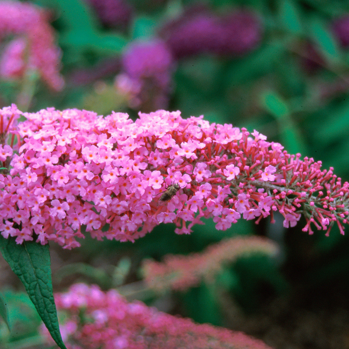Close up of a Buddleia Pink Delight vibrant true pink flower with a bee on it