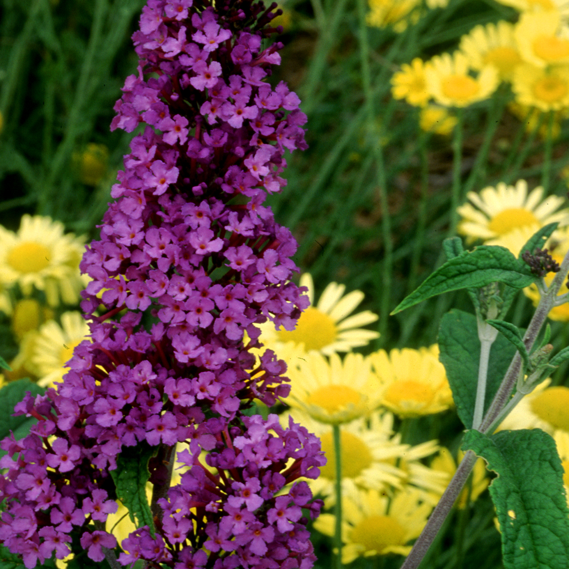 Close up of purple Buddleia Potter's Purple flowers with yellow daisies