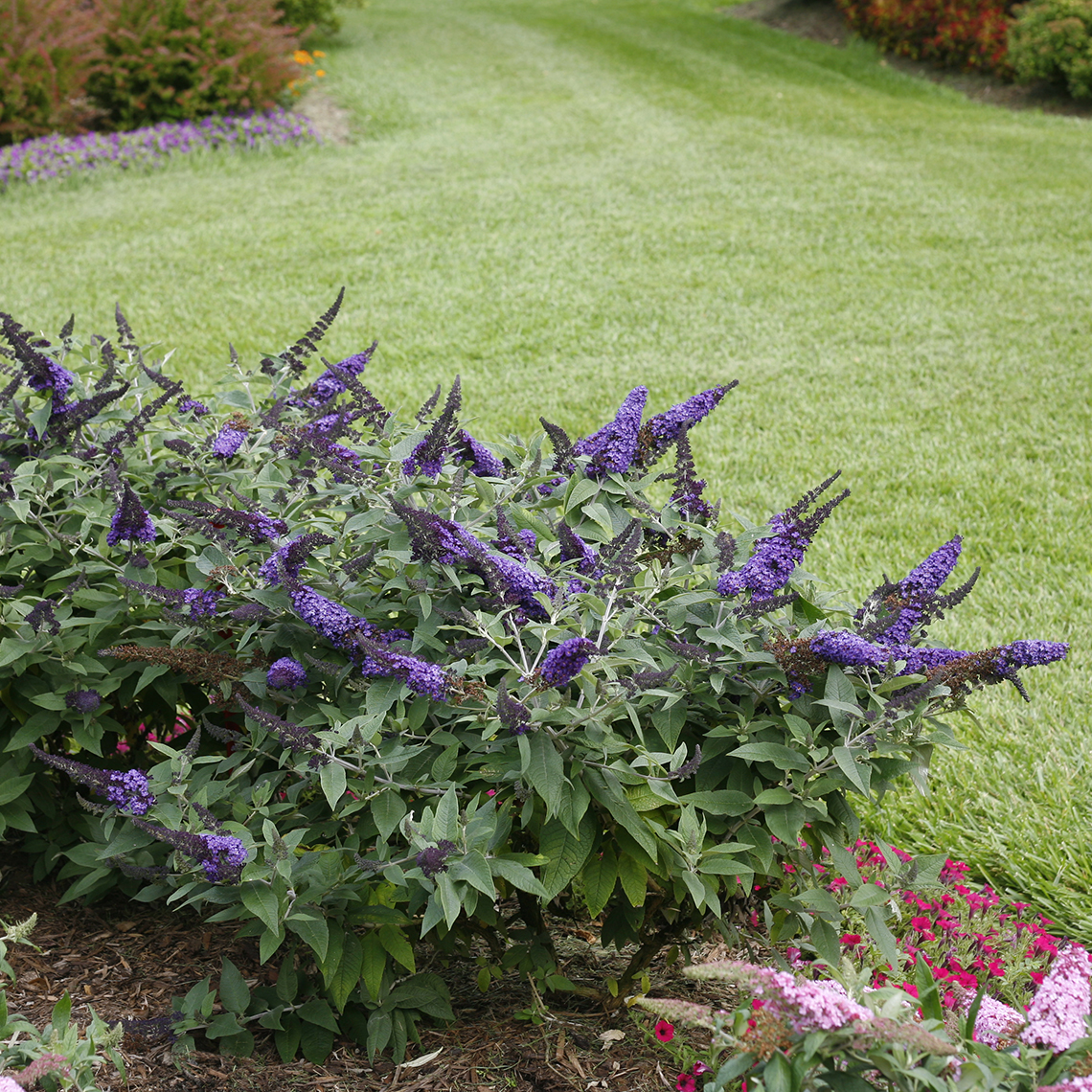 compact Pugster Blue Buddleia in landscape next to grass