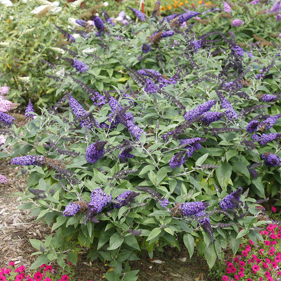 Pugster Blue Buddleia with blue blooms in garden