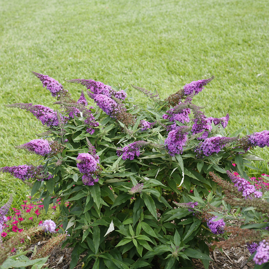 Pugster Periwinkle Butterfly bush with purple blooms in landscape