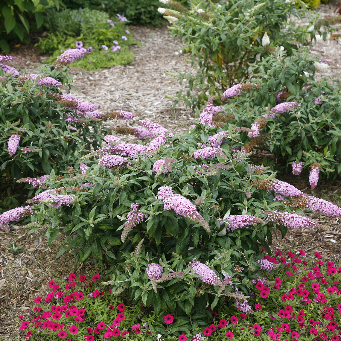 Three compact Pugster Pink Buddleia in garden