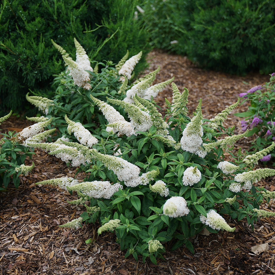 Planting of Pugster White Buddleia in landscape