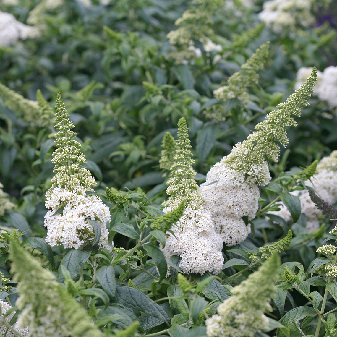 Close up of the large white Pugster White Buddleia flowers