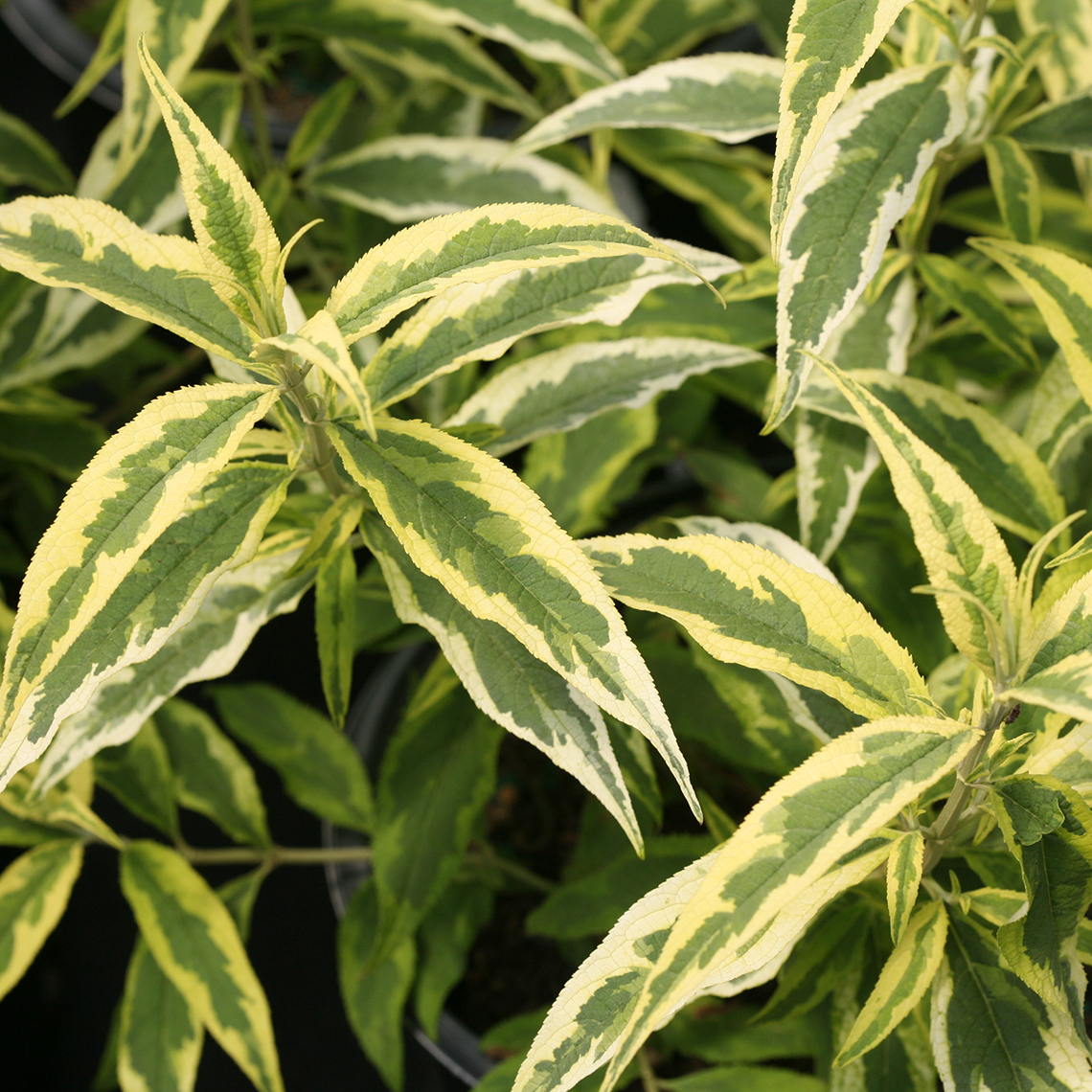 Close up of yellow and green variegation of Buddleia Summer Skies foliage