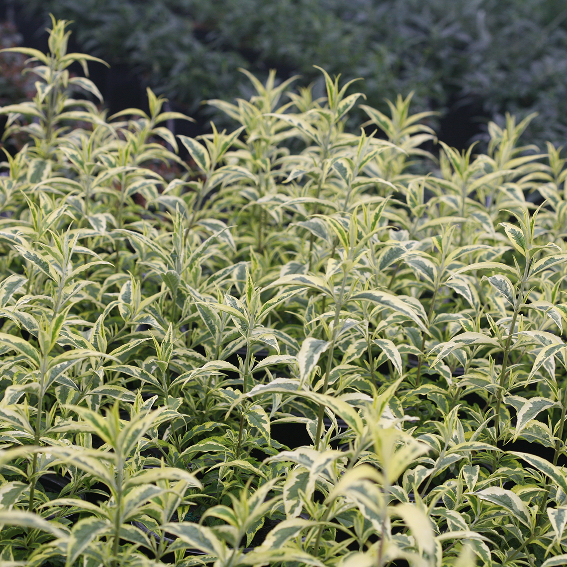 Yellow and green variegation of Buddleia Summer Skies