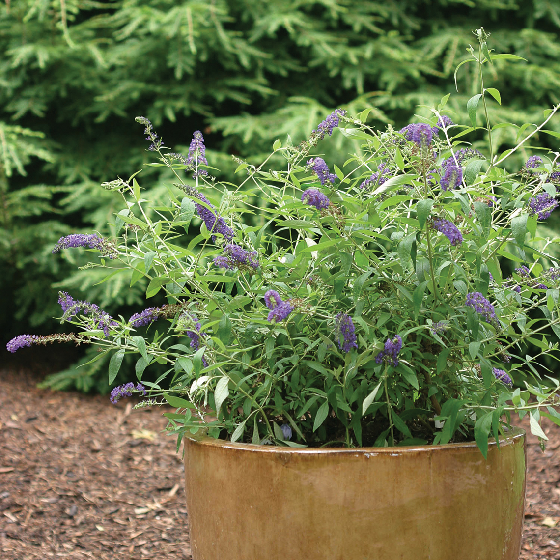 Adonis Blue Buddleia with unique deep blue in a decorative container