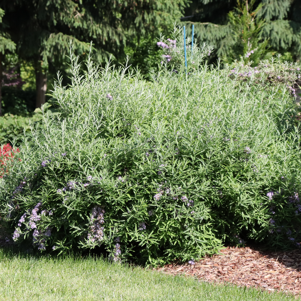 A Mop Top fountain butterfly bush near the end of its spring bloom, showing its rounded habit and silver foliage. 