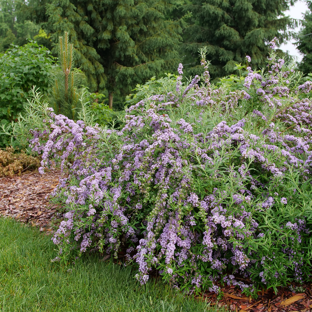 A Mop Top fountain butterfly bush blooming in the landscape with its long, arching stems of lavender flowers. 