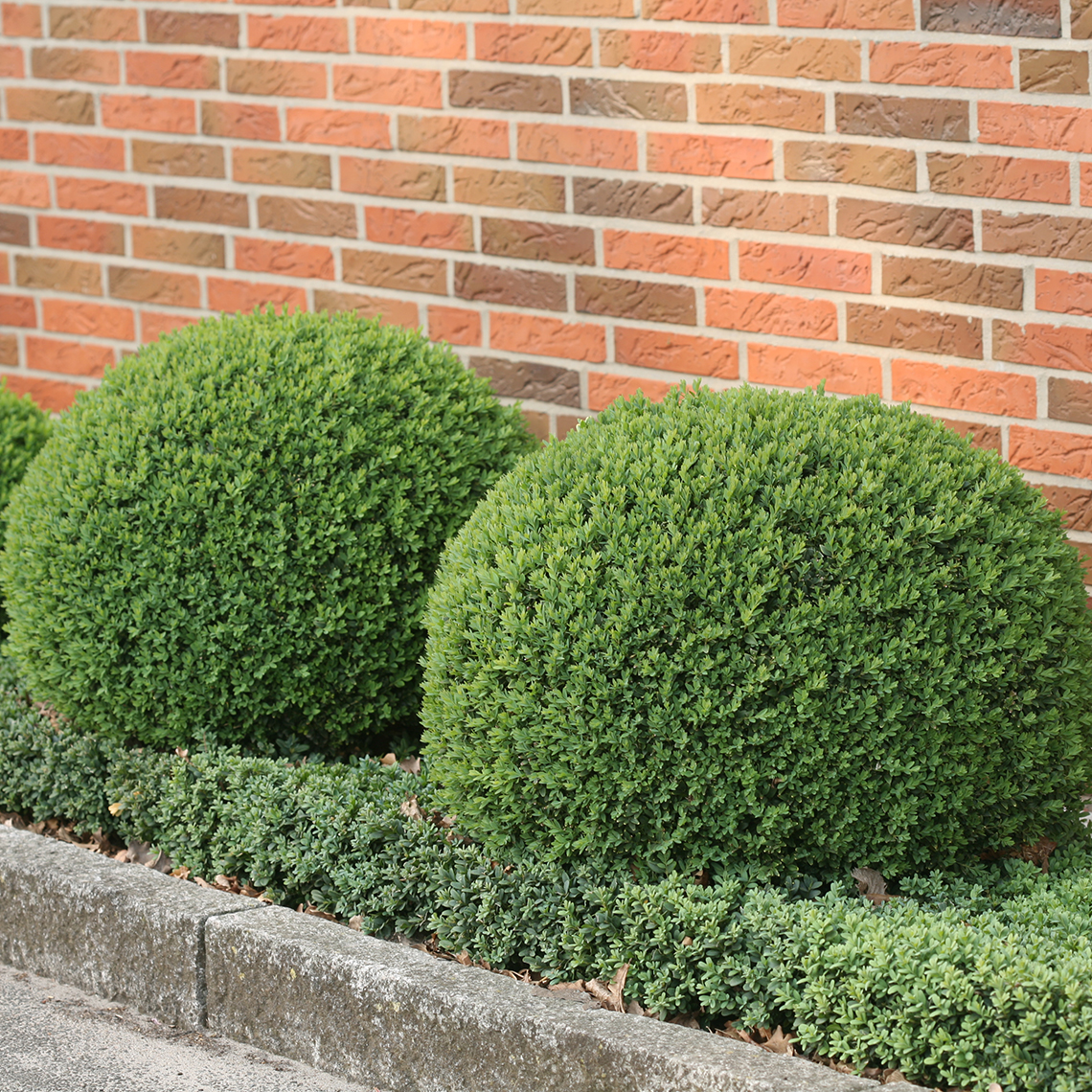 Sheared Buxus Blauer Heinz planted in front of red brick wall