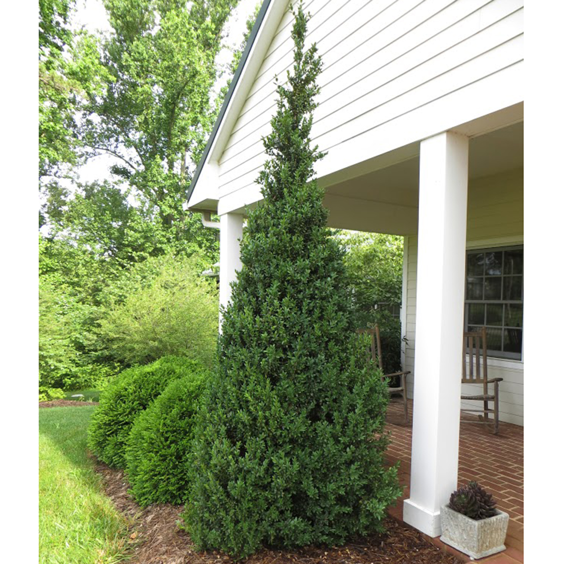 Tall conical Buxus Dee Runk with deep green foliage in home landscape
