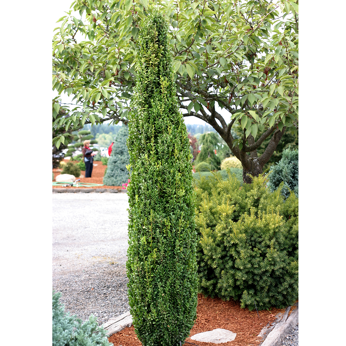 Extremely narrow Buxus Graham Blandy in landscape
