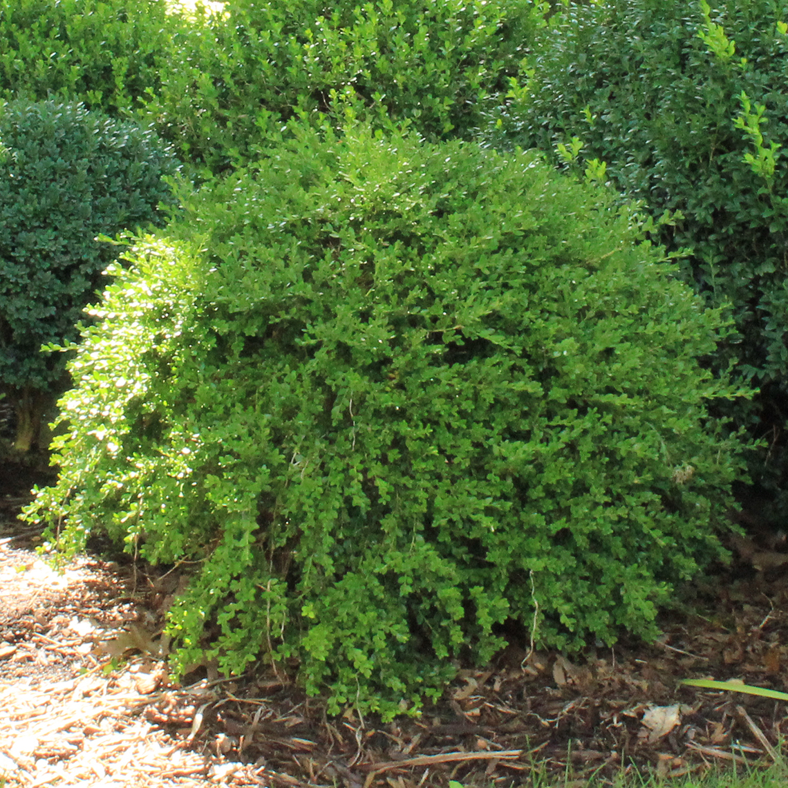 round compact Buxus Green Gem in boxwood garden