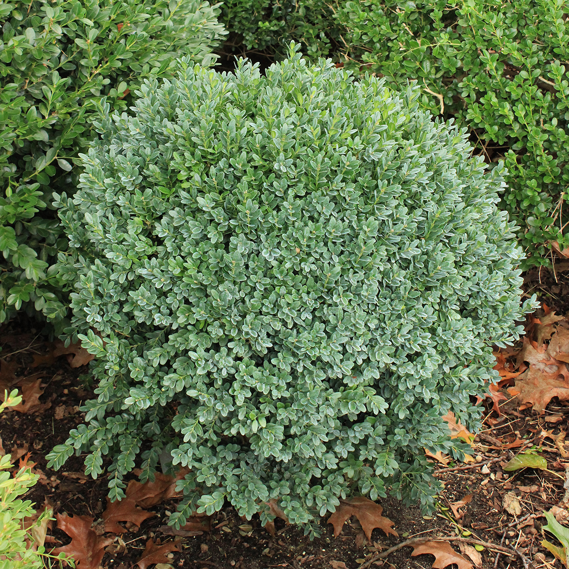 Cool blue green foliage on Green Ice Buxus in landscape