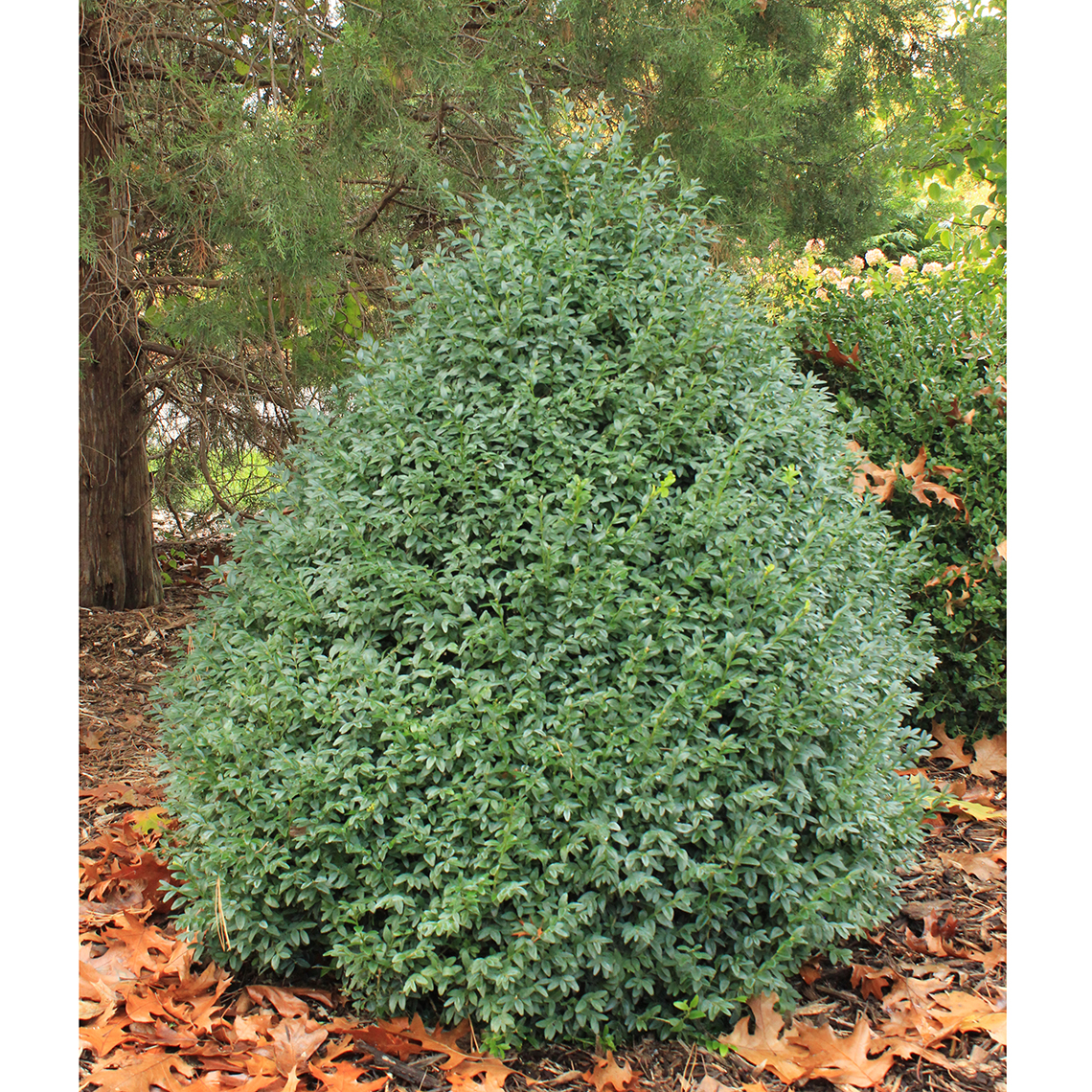 Conical Buxus John Baldwin with blue-green foliage in landscape
